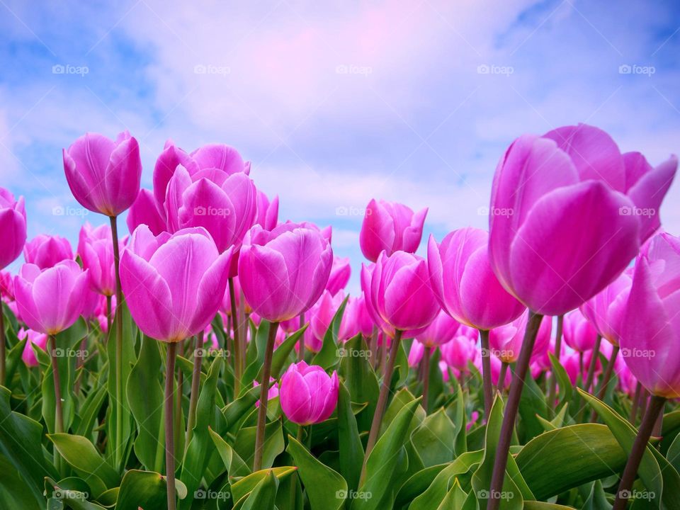 pink tulips field and natural and beautiful photography