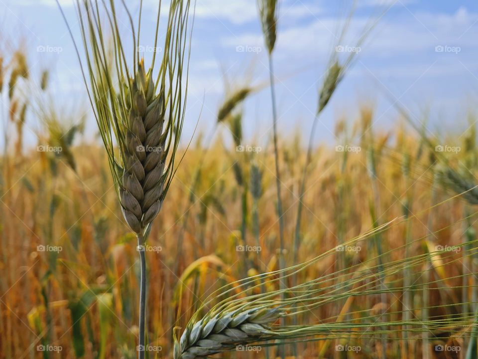 macro of an ear of corn