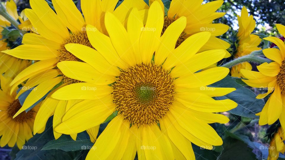 Sunflower 1