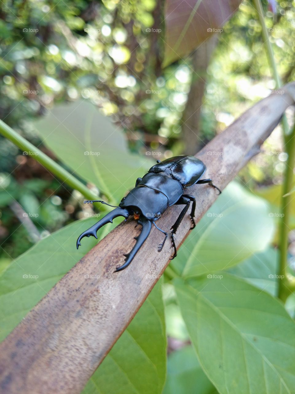 Rhinoceros beetle. Rhinoceros beetle on dry leaf, insects, bug, somewhere in Thailand