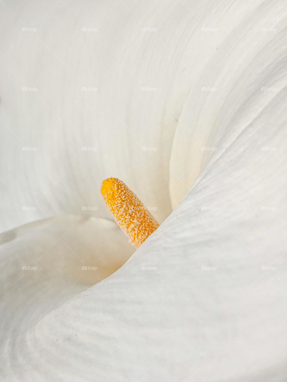 Soft and elegant curves of a white calla lily with its yellow stamen peeking out from the folds of the pearly white petals on a beautiful spring day 