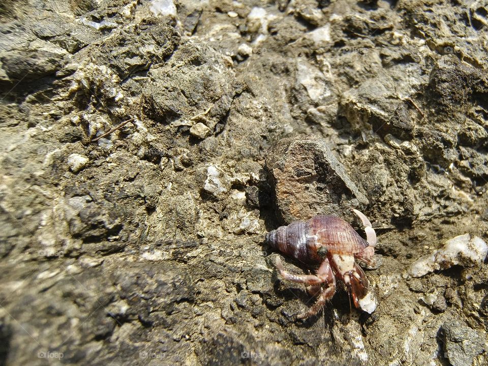 Hermit crab on a rock in the sea, closeup of photo