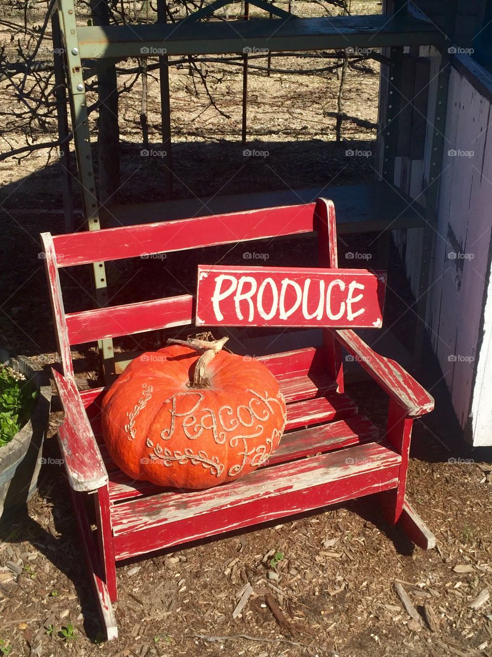 Peacock Cellars Red Chair