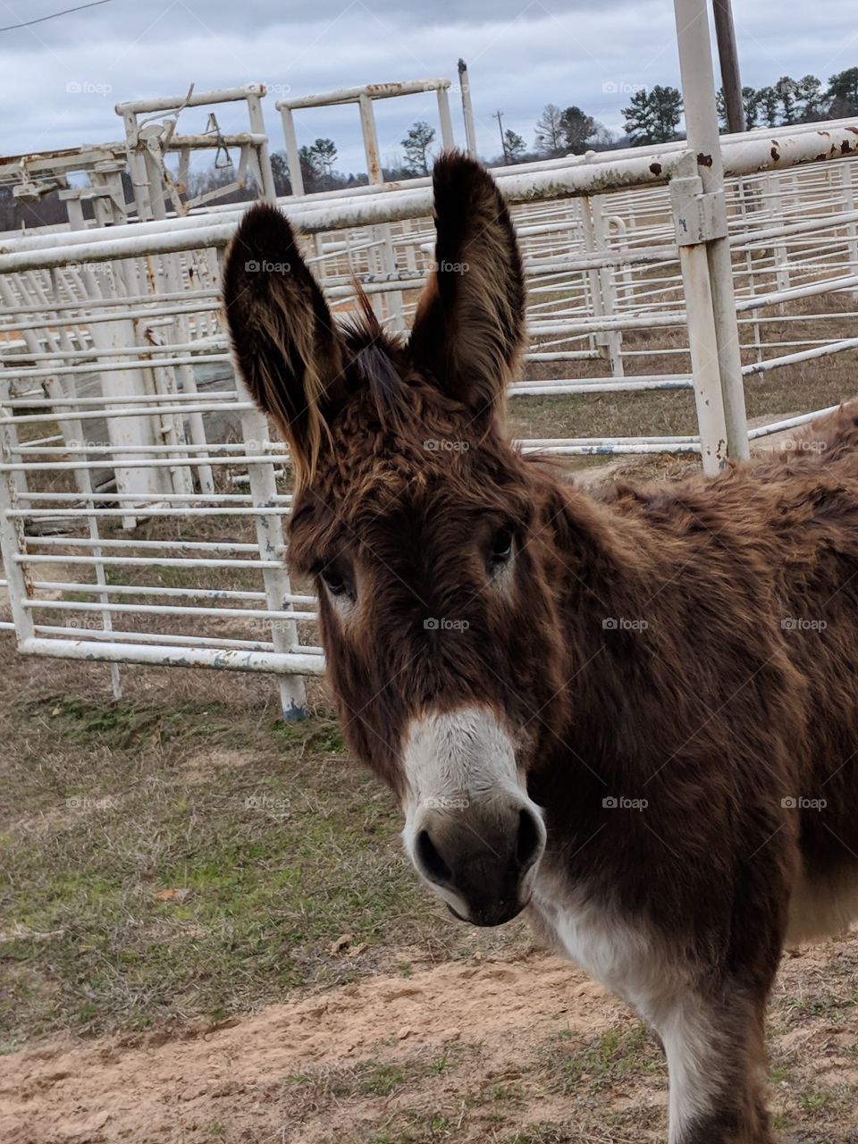 Billy's close up