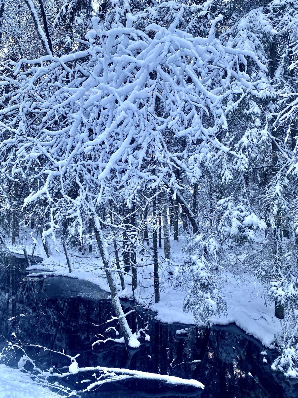 Winter forest 