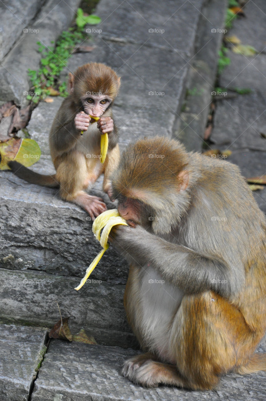 monkey family eating banana in Kathmandu