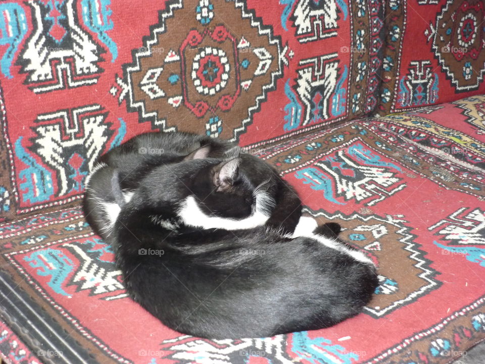 Two cats sleeping outside on a couch on Istanbul