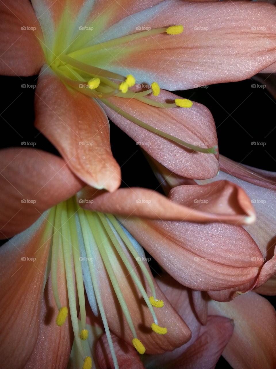 Deliciously Delicate