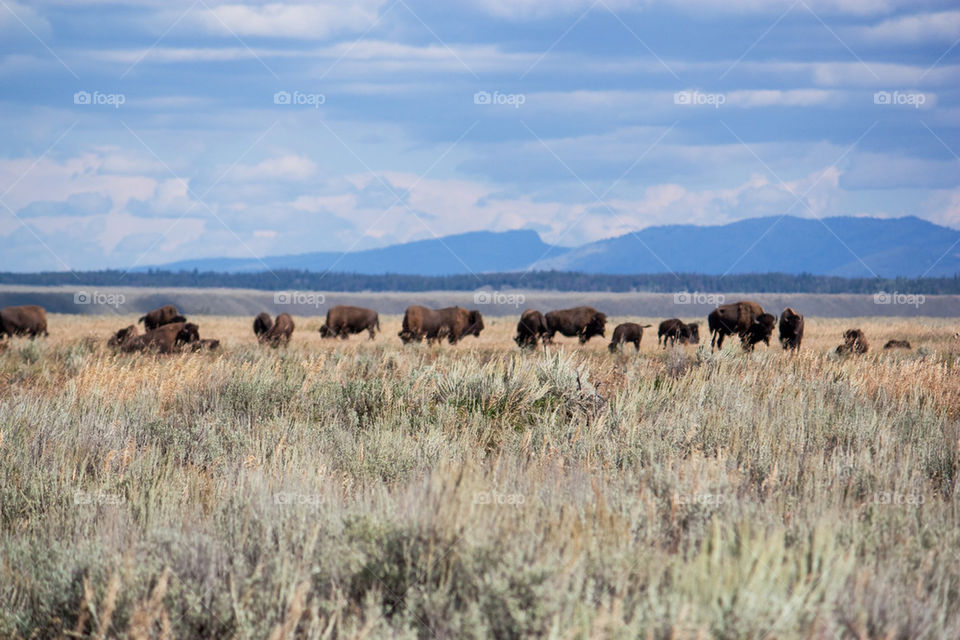 Bison in Wyoming