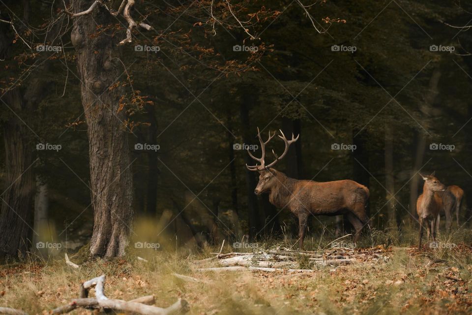 Natural Animal Wild Life