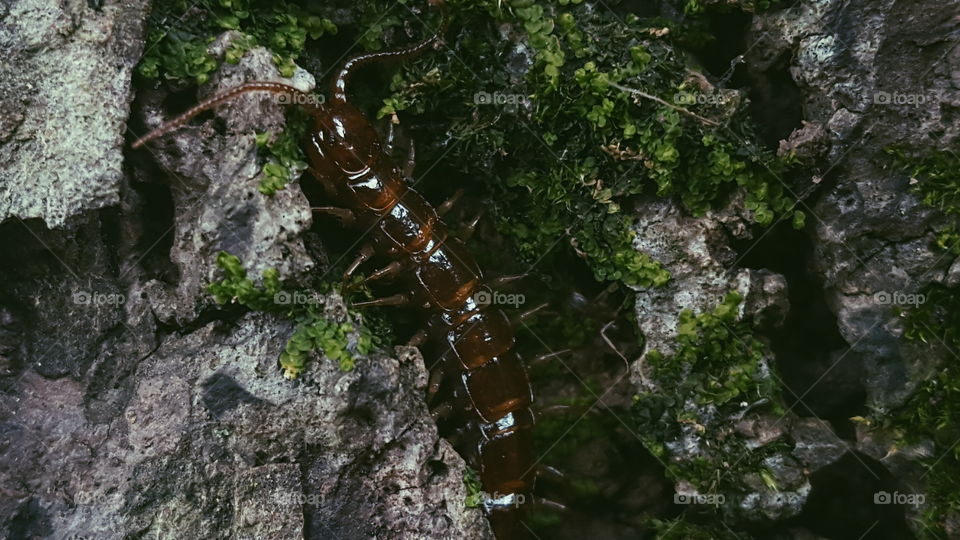 centipede