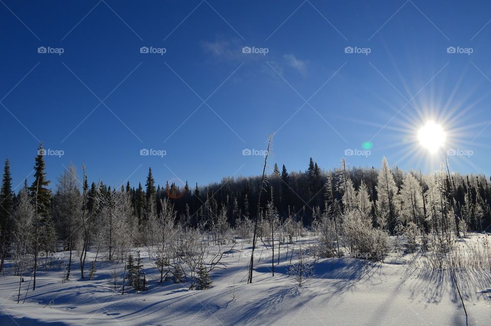 Sunny sky and frozen bog