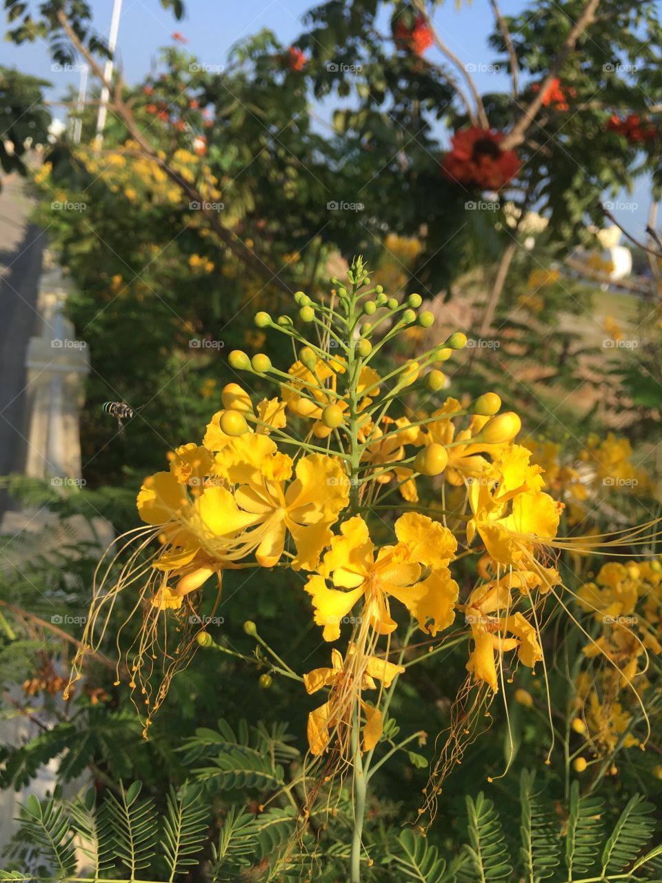 Yellow Flowers & Buds