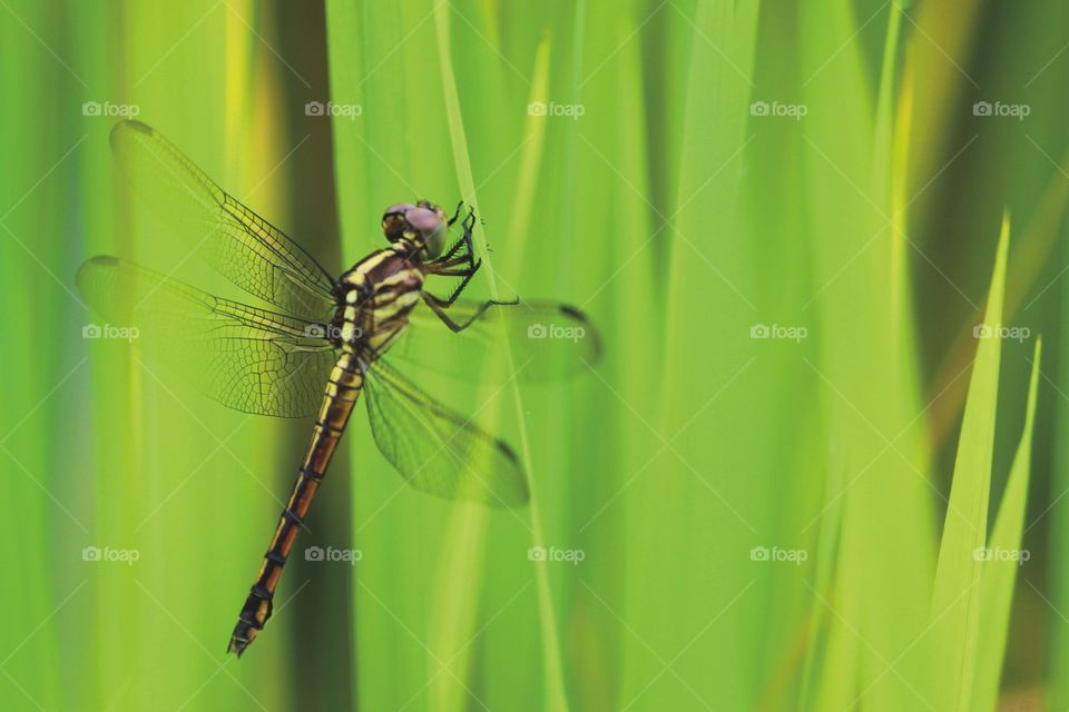 Dragonfly