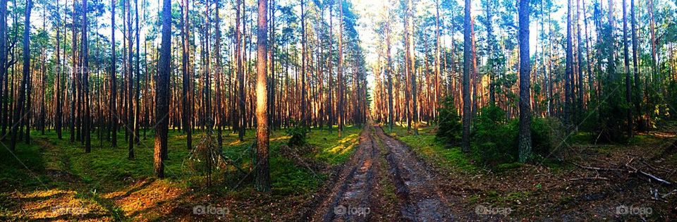 Woods panorama