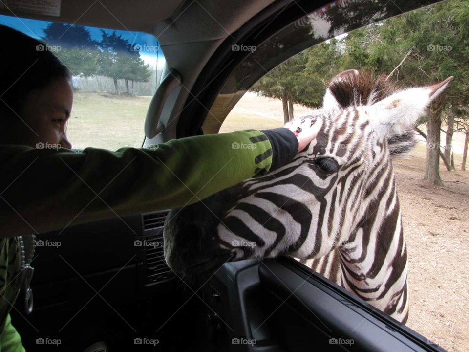 Zebra. Virginia Safari Park