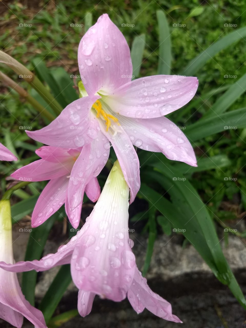 rainy day and pink Flower
