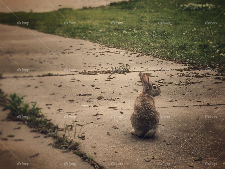 Kansas Rabbit on a Cloudy Day