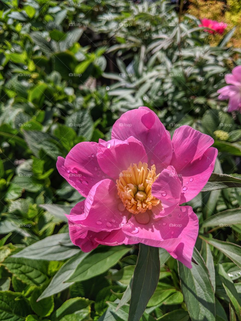 Pink flower Portrait