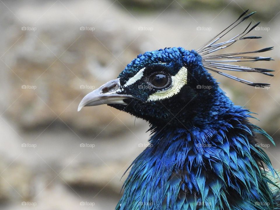 A close up of a peacock 