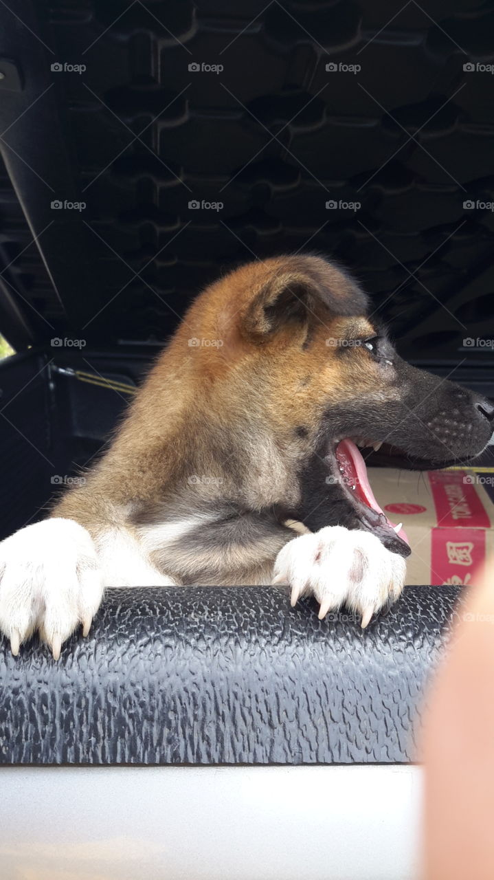 little pupy inside a truck,we are going home and i put my dog in the truck.