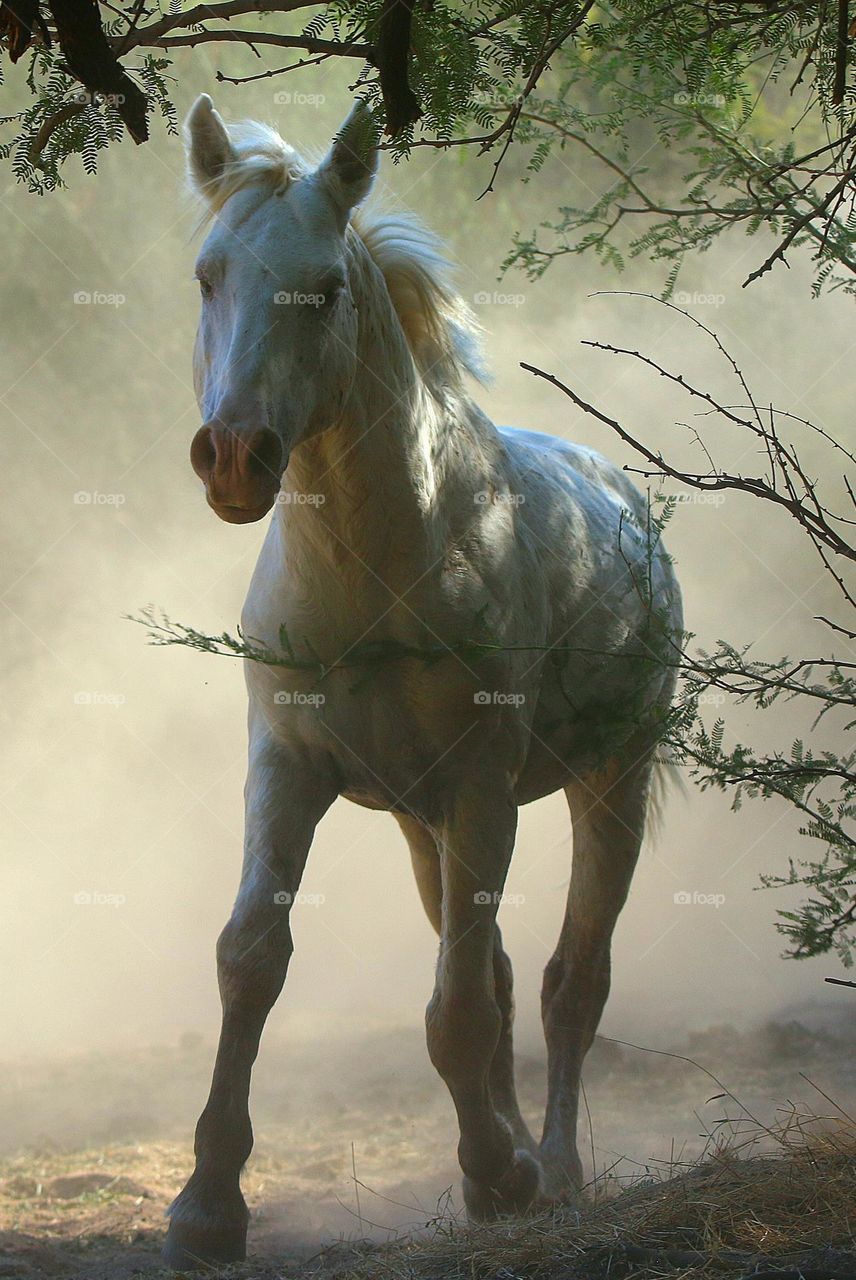 Wild Horse in the Forest