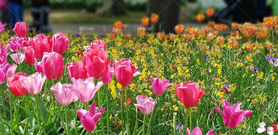 Tulips, Colorful, Flowers, garden, nature, Park, flora, petal