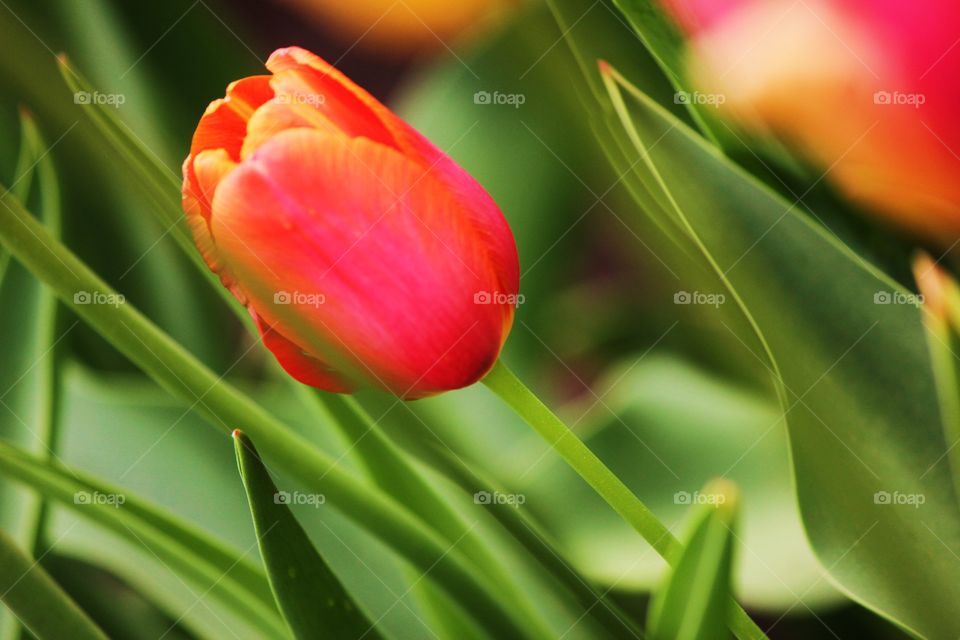 Close-up of tulip flower