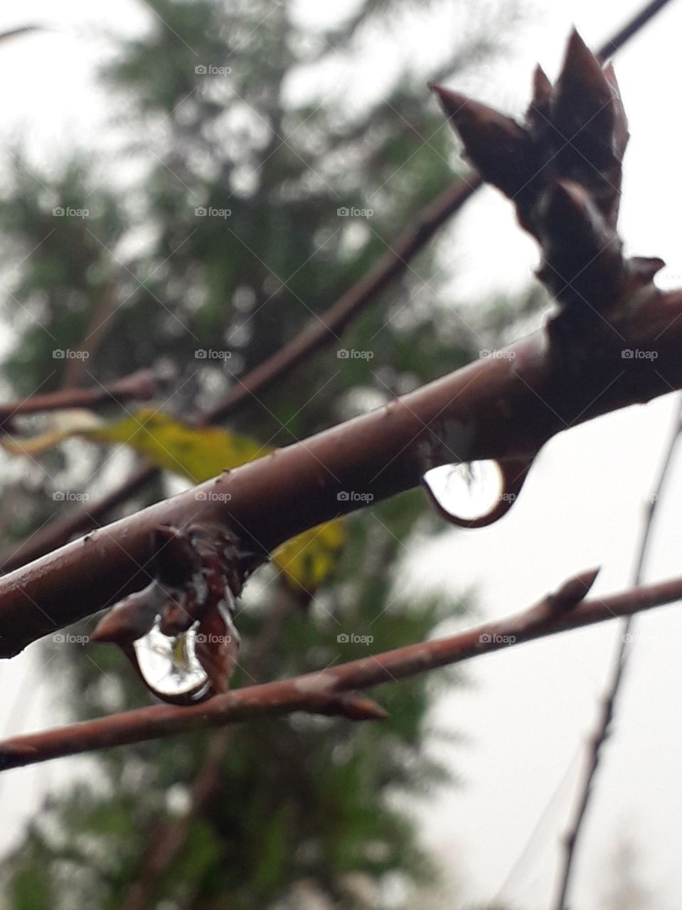 misty  autumn  morning with dew condensing  on branches