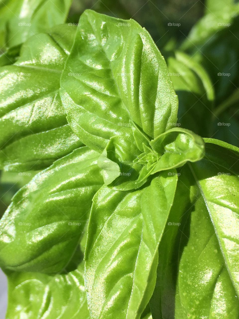 Fresh basil
