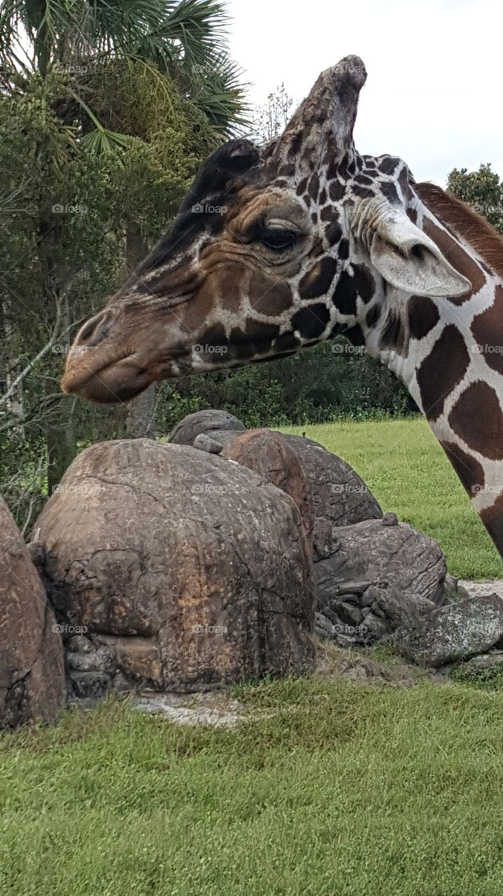 giraffe