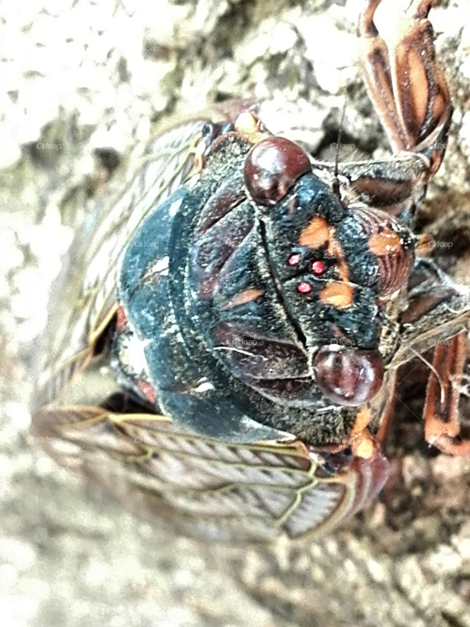 Cicada front view