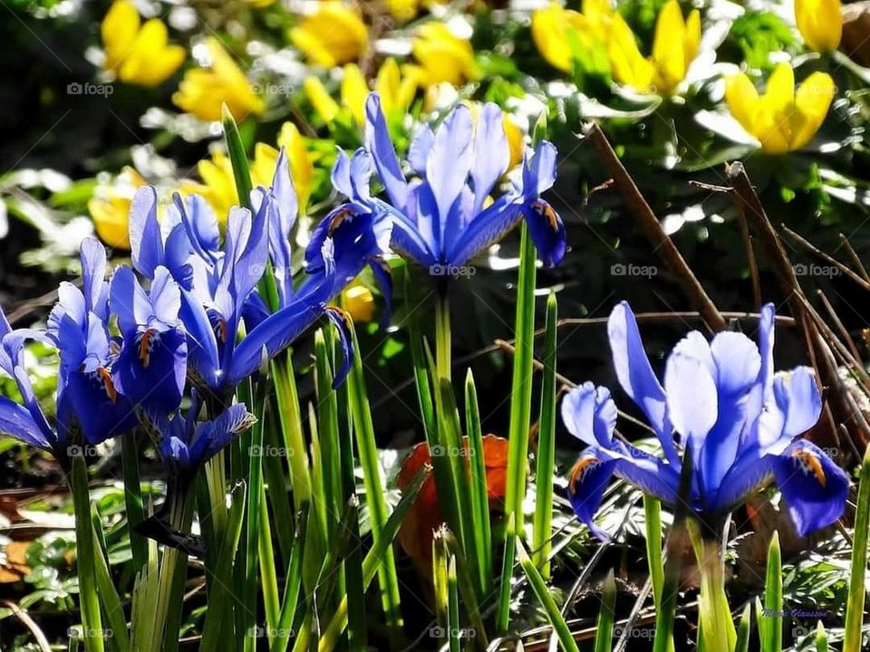 Blue and yellow spring flowers