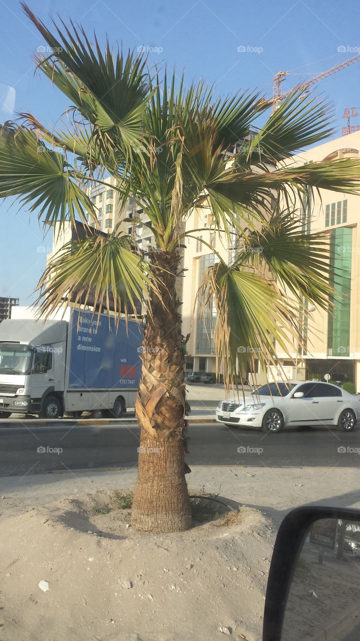 Bahrain plant life