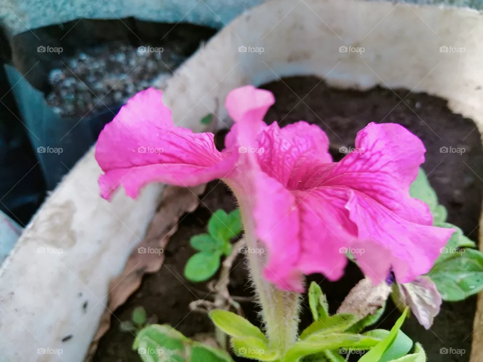 Petunias are decorative garden plants that produce flowers in colors of white, yellow, pink, purple, red and blue. They can also be striped or multicolored. Petunias belong to the Solanceae family or the family of nightshades, including tomatoes, pot