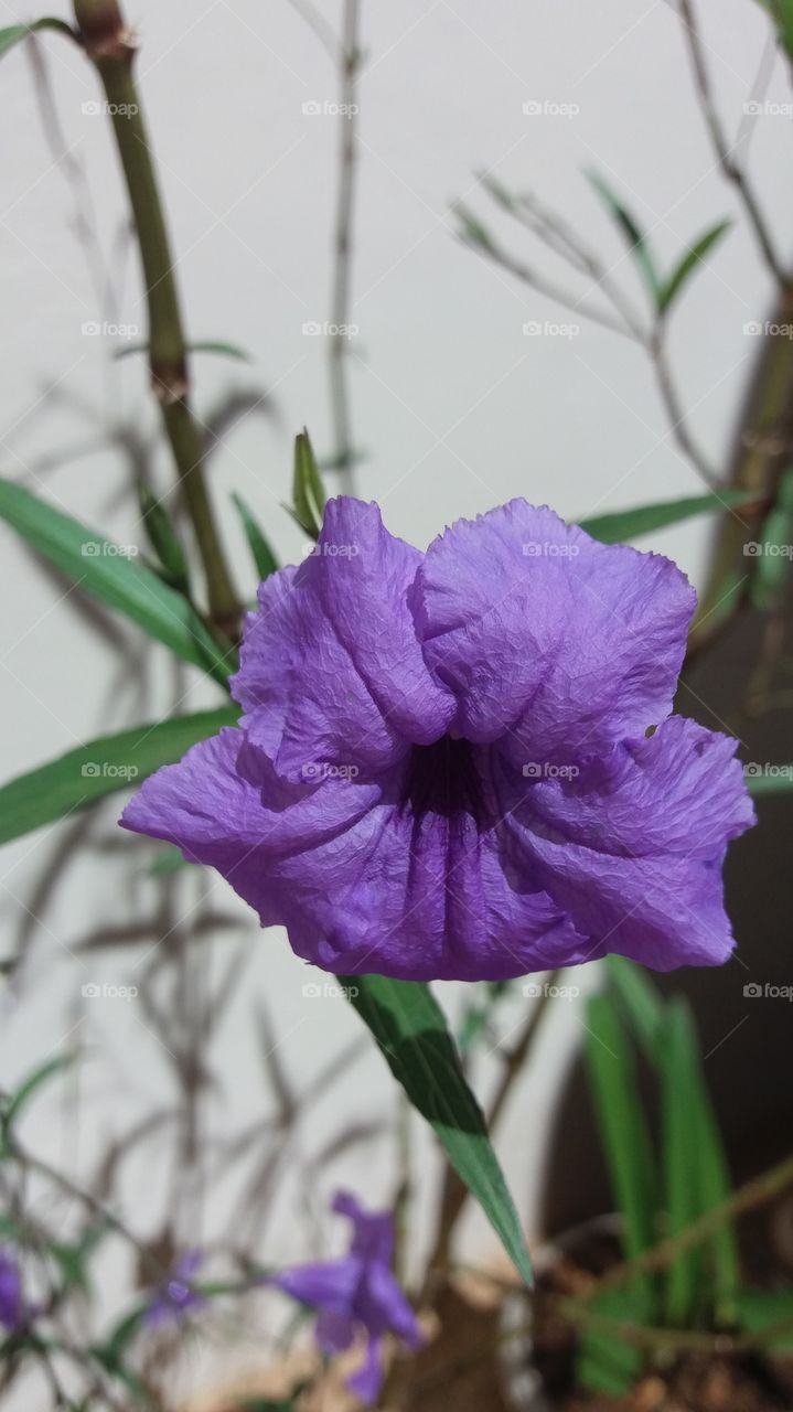 purple flower