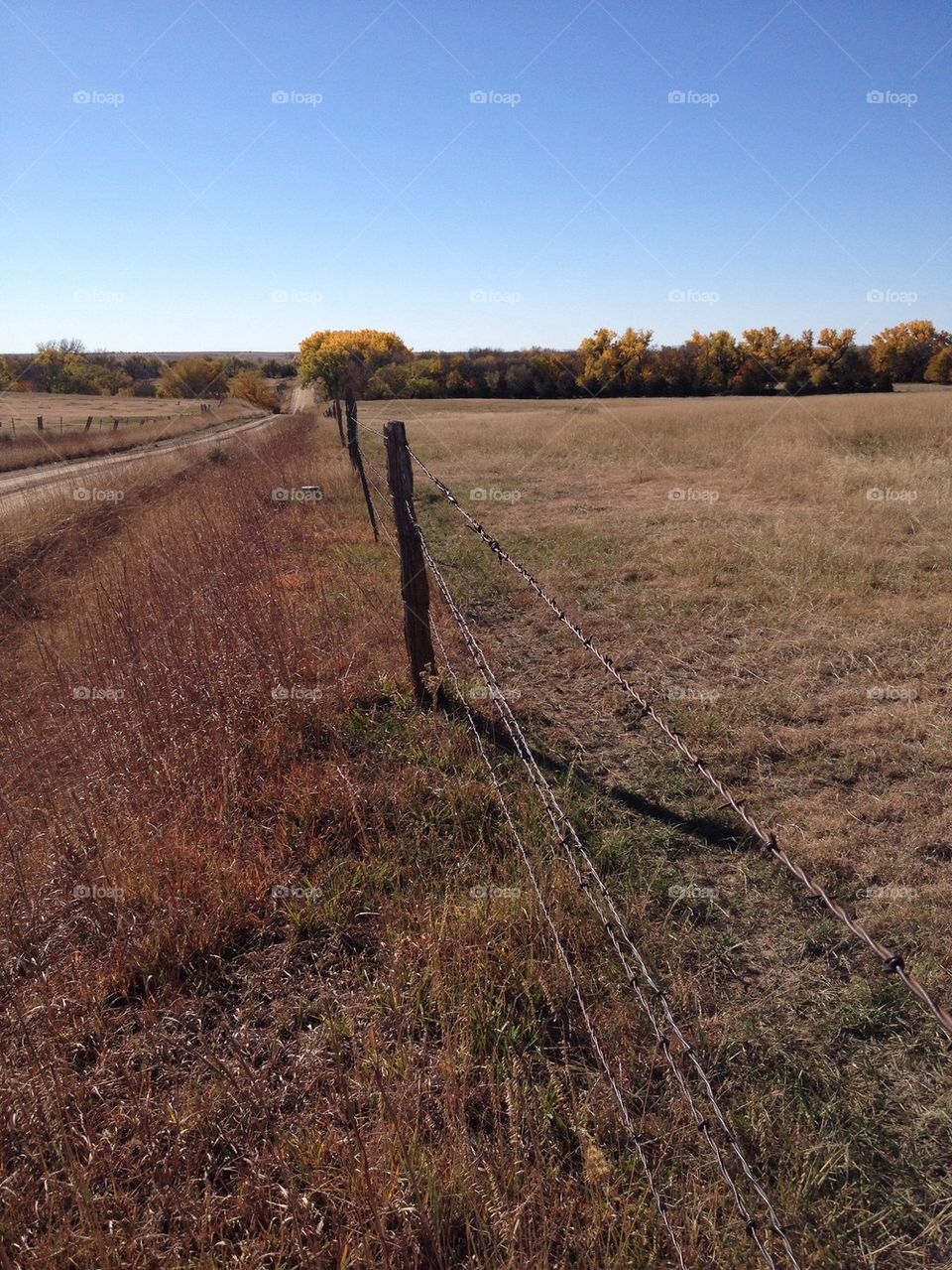 field grass fence trees by leanderthal