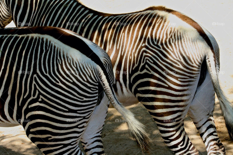 animal mammals tail stripes by mmcook