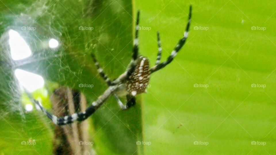Black and white spider