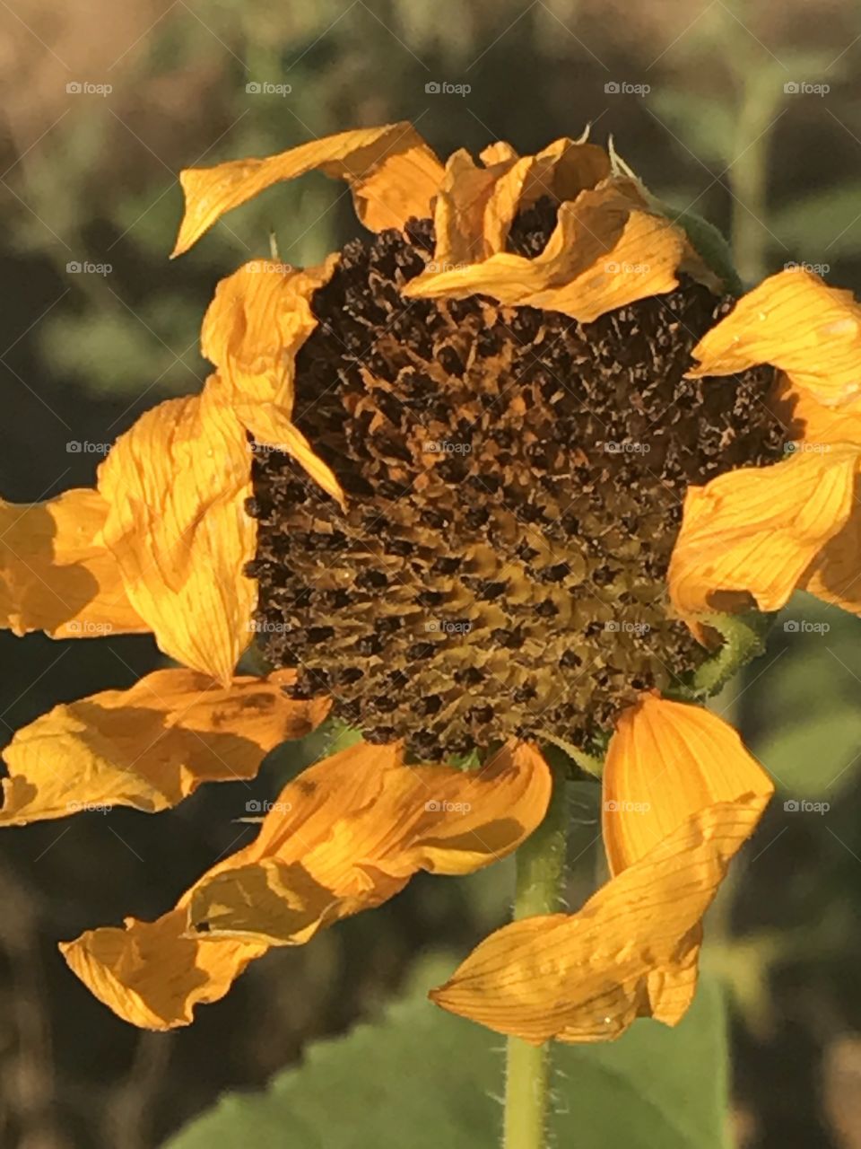 Sunflower, Friant California 