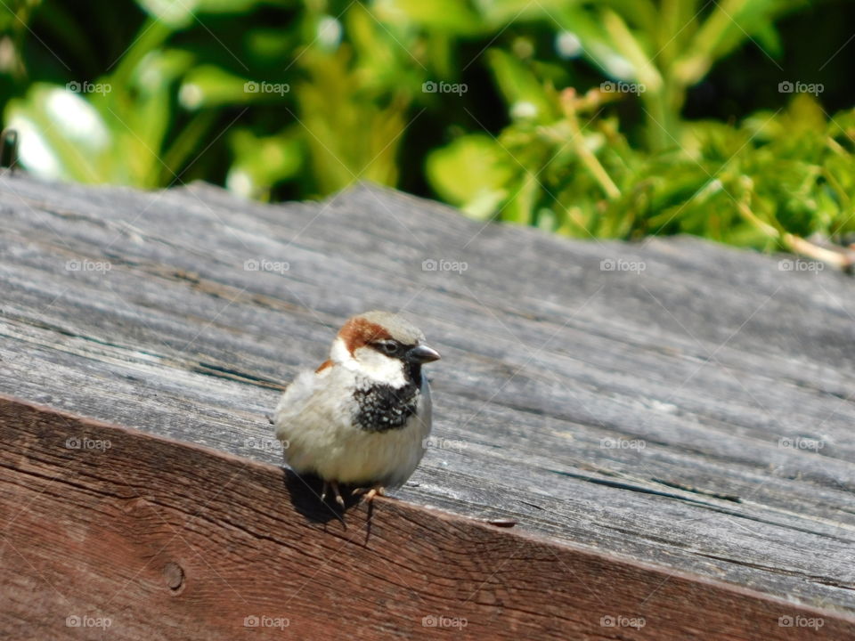 Sparrow taking a break and enjoying the sun