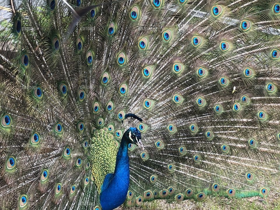 Peacock