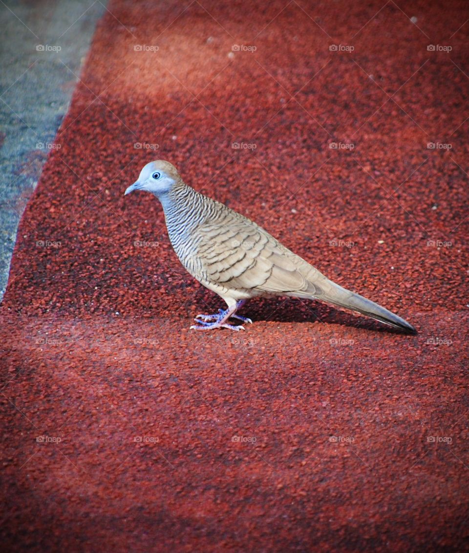 Small Pigeon 