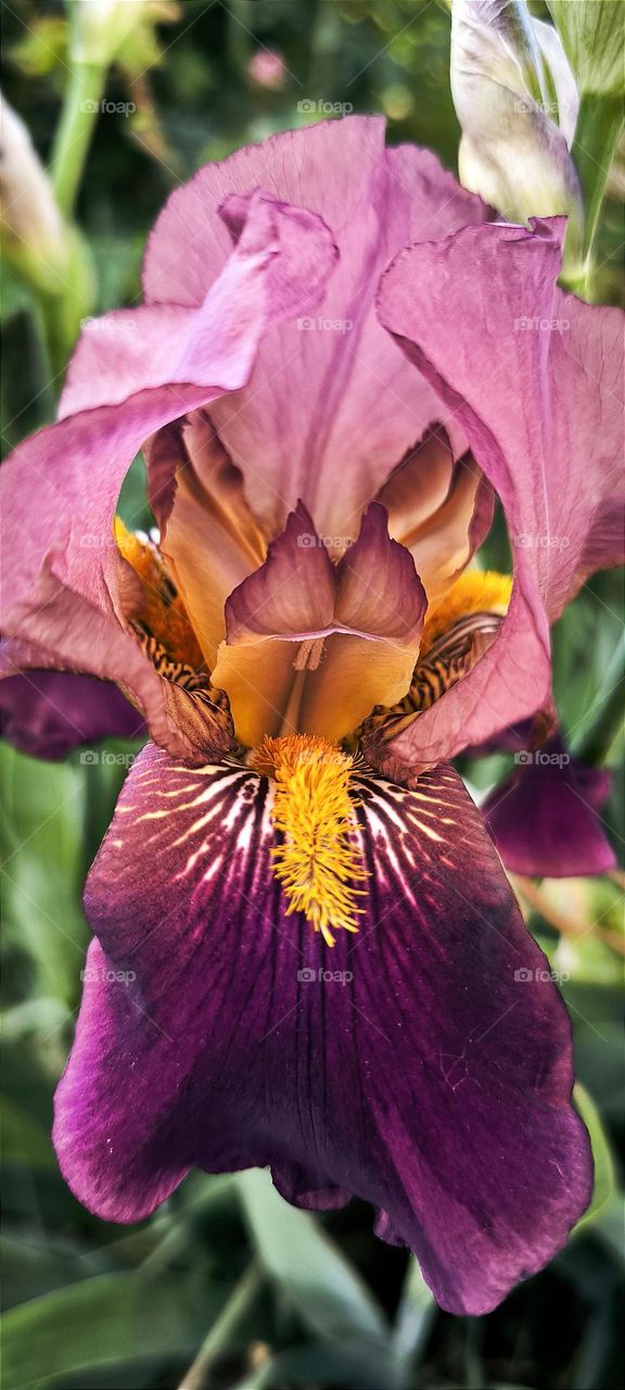 Iris