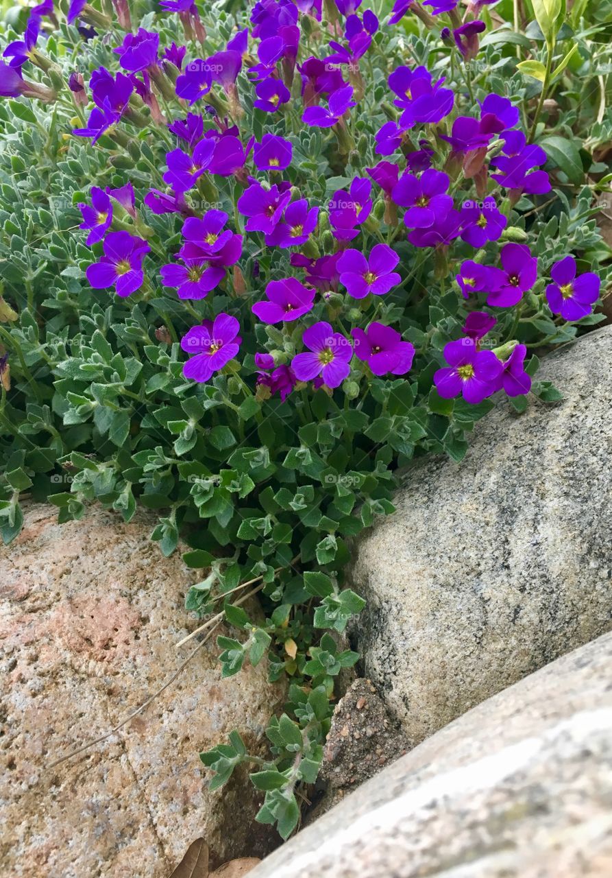 Purple spring flower