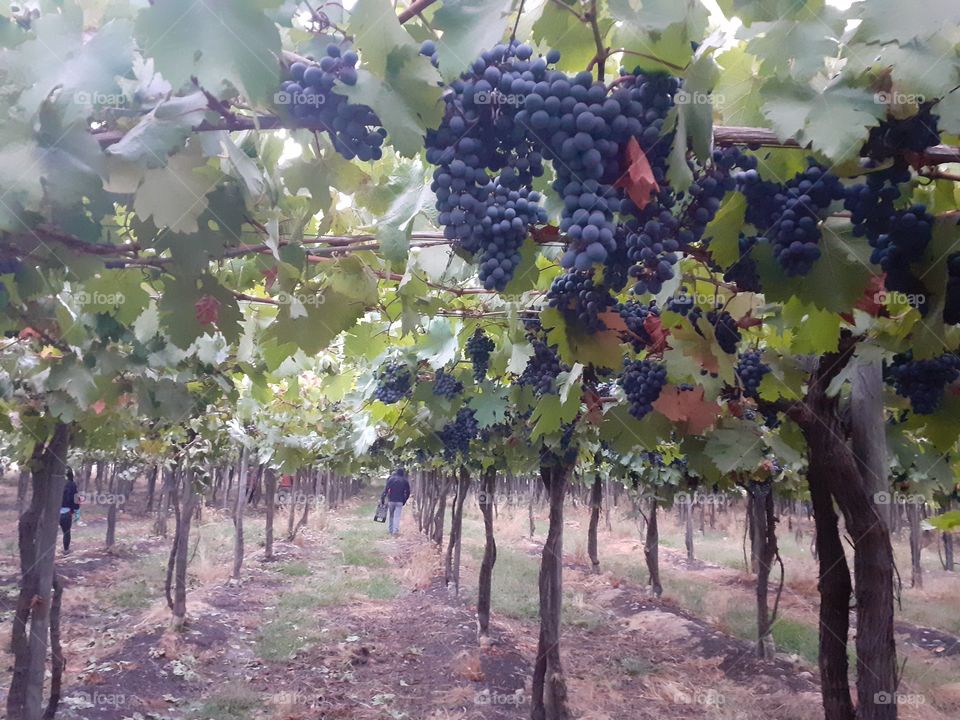 uvas listas para cosechar