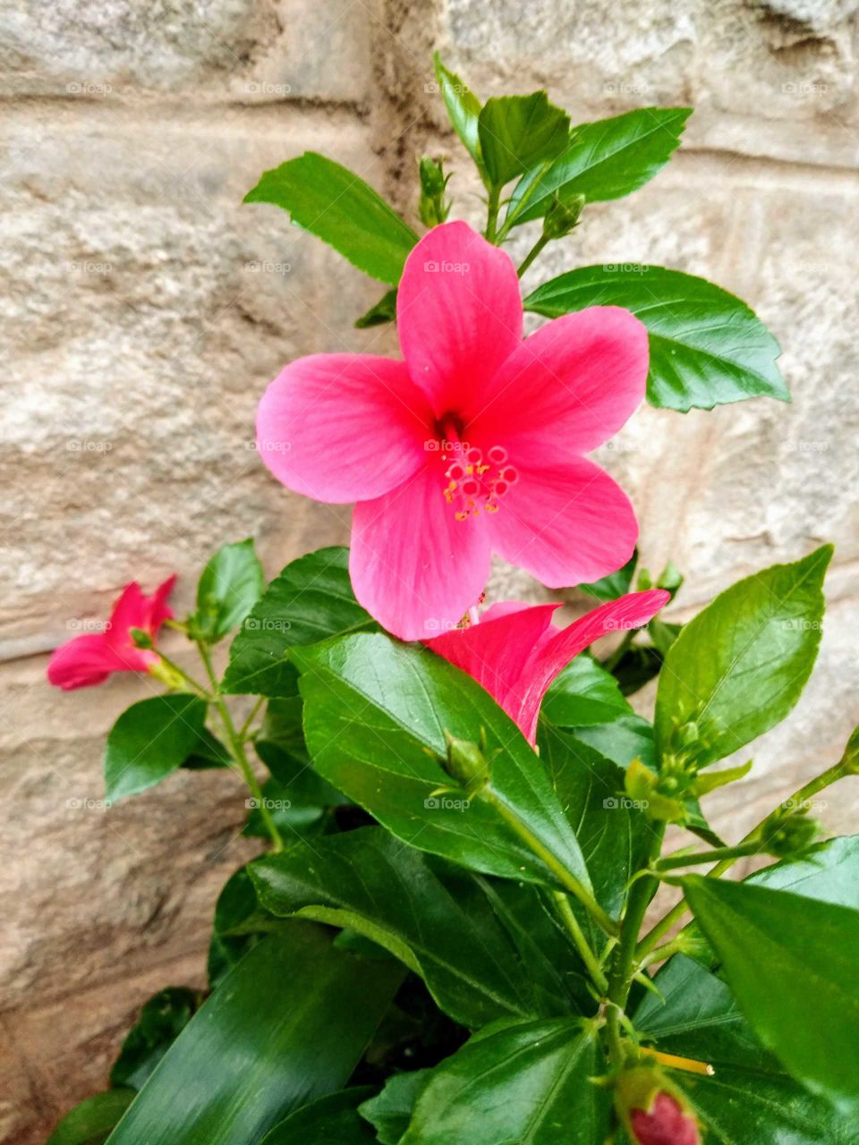 beautiful pink flowers in a garden
