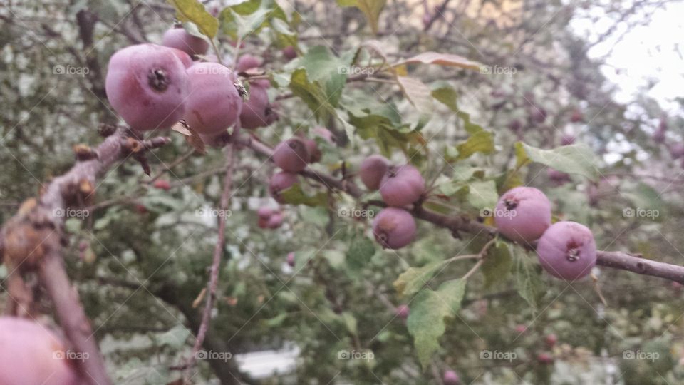 persimmon tree. fruit
