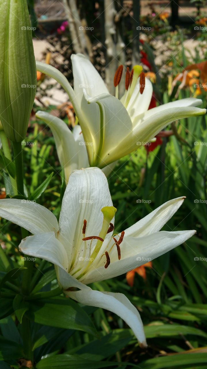 Flower, Nature, Garden, Flora, Lily