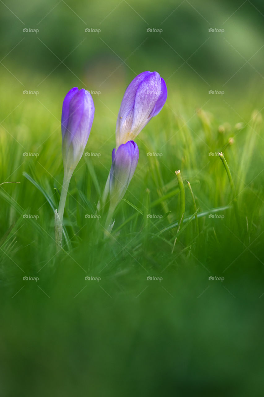 A portrait of three half closed purple crocus flowers standing in the grass of a lawn.